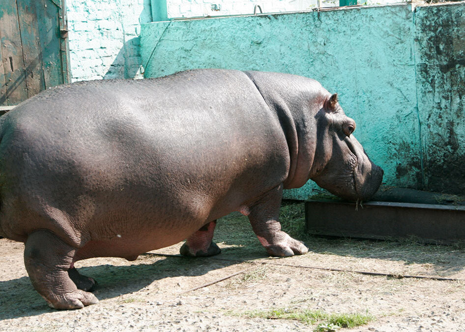 Тот самый бегемот. Фото Бориса Слепнева