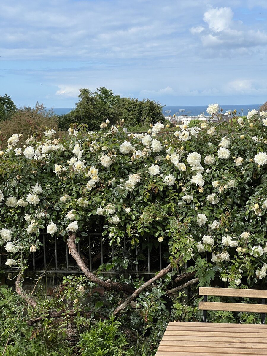 Розы в парке. Брайтон. Южная Англия