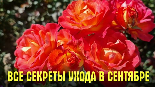 Download Video: Это ВАЖНО сделать розами в сентябре! Что делать с розами осенью, подкормка, обрезка, обработка