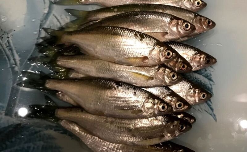 А вот и она сама...