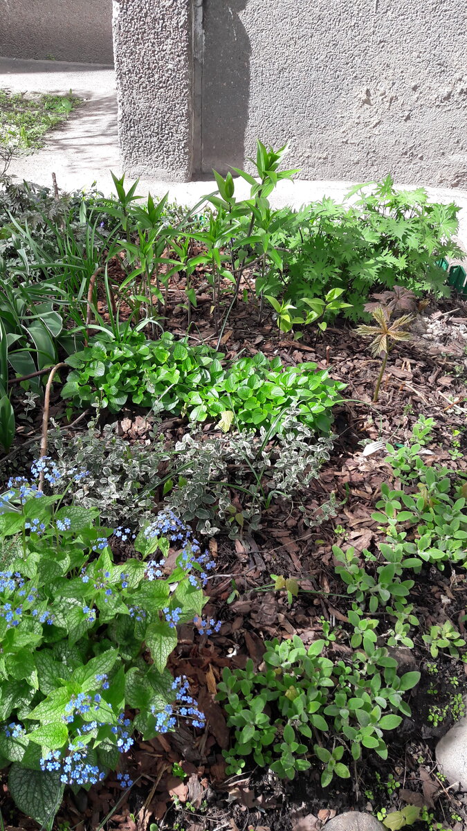 Весной хорошо просматривается необходимое расстояние между растениями. 06.05.23г. Фото автора