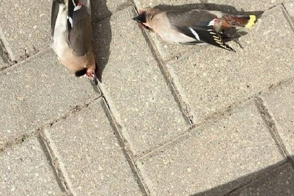    Автор поста утверждает, что видел пьяных свиристелей в Симферополе. Фото: Подслушано Симферополь/Вконтакте