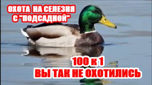 ОХОТА С ПОДСАДНОЙ . ВЫ ТАКОГО ТОЧНО НЕ ВИДЕЛИ...