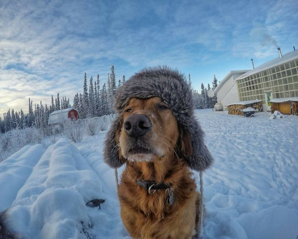Собака зимой. Холод собачий. Собака в снегу. Смешная зима.