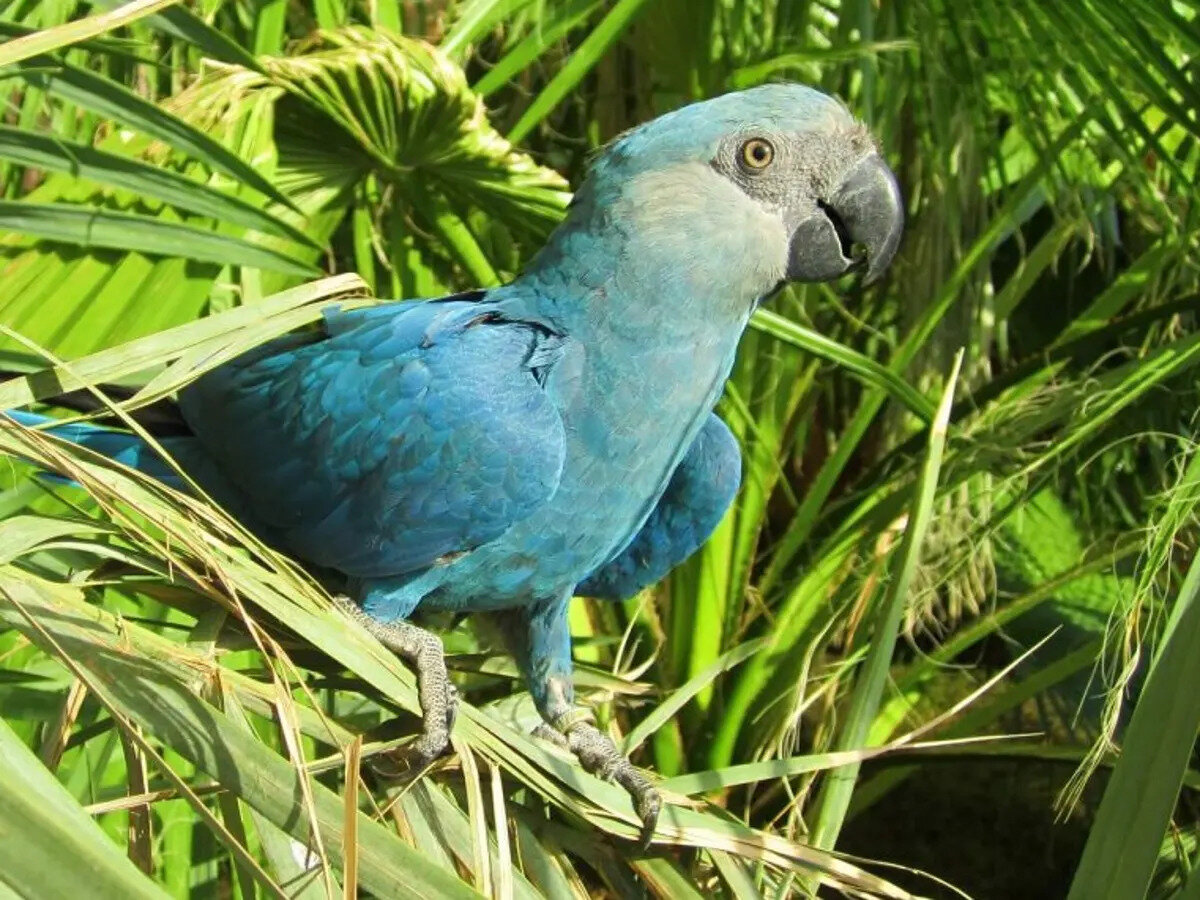 Голубой ара — птица, которая исчезла в дикой природе из-за действий человека. Энтузиасты стараются восстановить численность этих попугаев и вернуть их в естественную среду обитания.-2