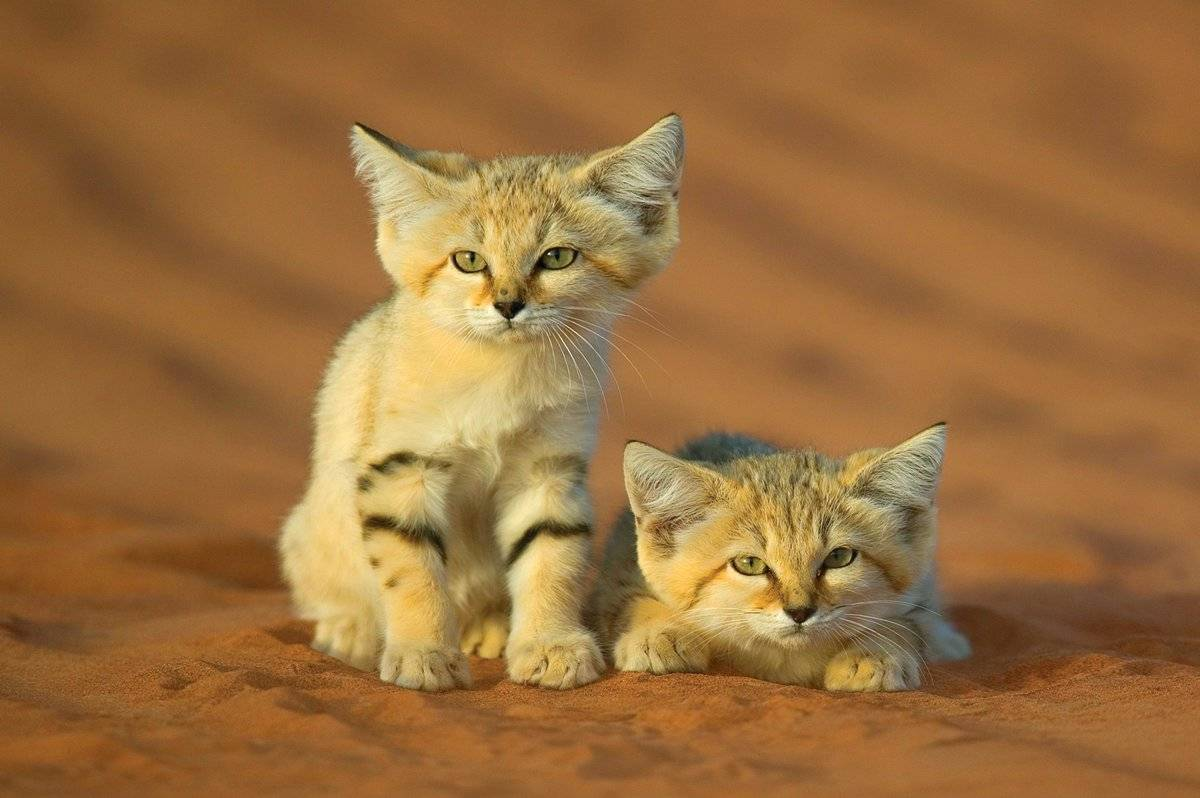 Картинки бархатных котят