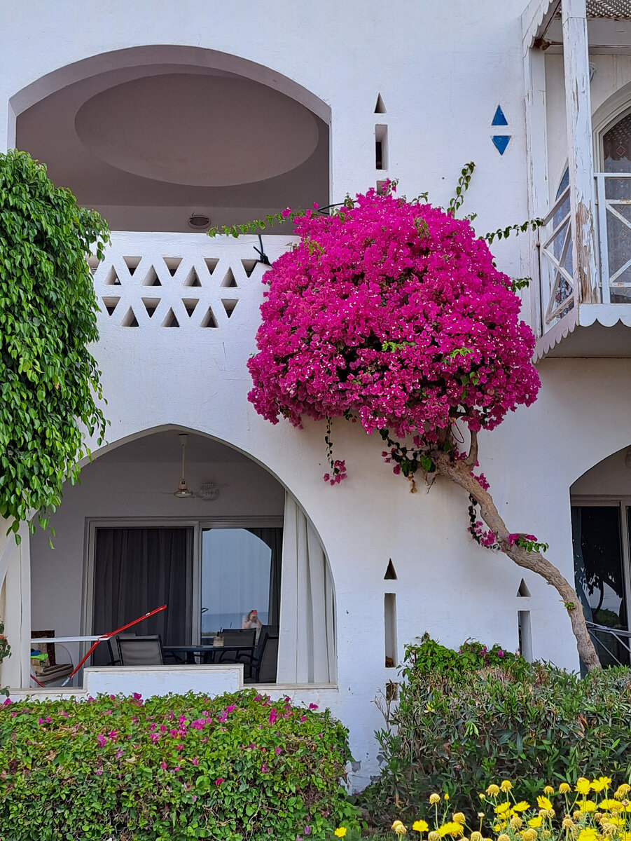 Вот такие уютные малоэтажные корпуса. Они абсолютно все одинаковые. Если не знать , куда надо идти, то можно легко перепутать и зайти в гости к итальянскому соседу. Возле корпусов есть указатели с номерами комнат. Оценили в первые же дни.