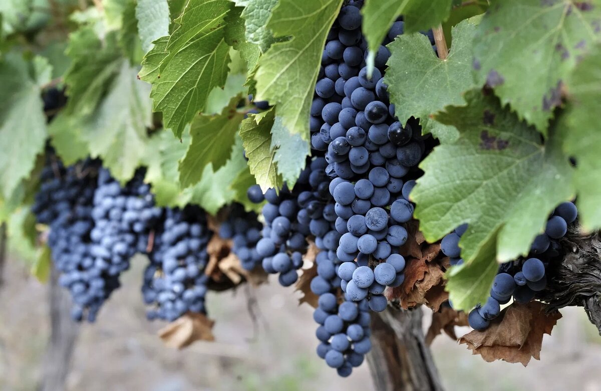 Описание виноградного сорта Мальбек