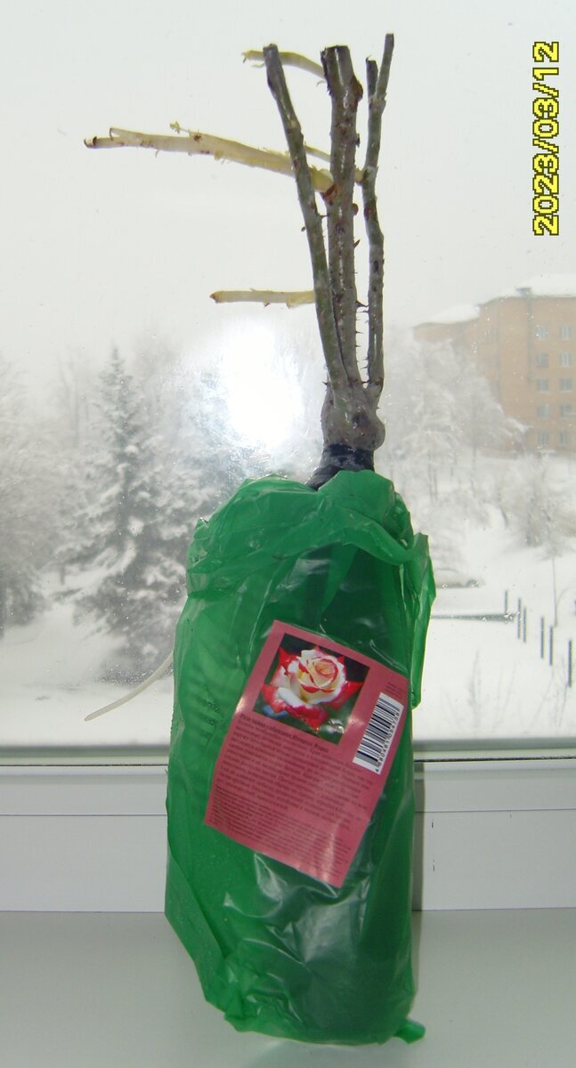 Саженец розы Императрица Фарах из магазина Светофор