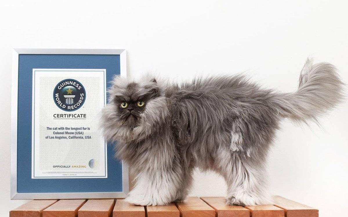 Топ-15 самых успешных котов интернета Детский мир Дзен