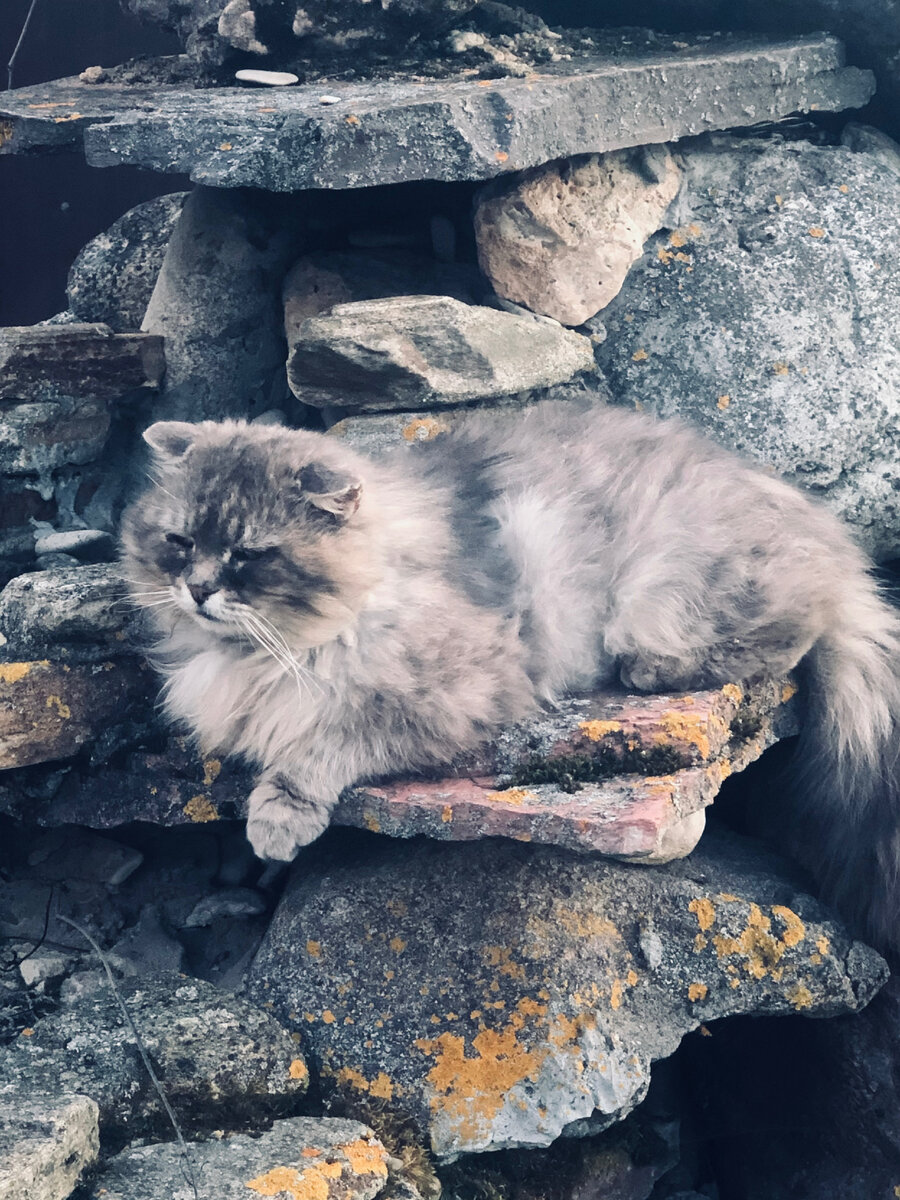 Мимо ни одна котодевушка не проскочит. Мне сверху видно все! 