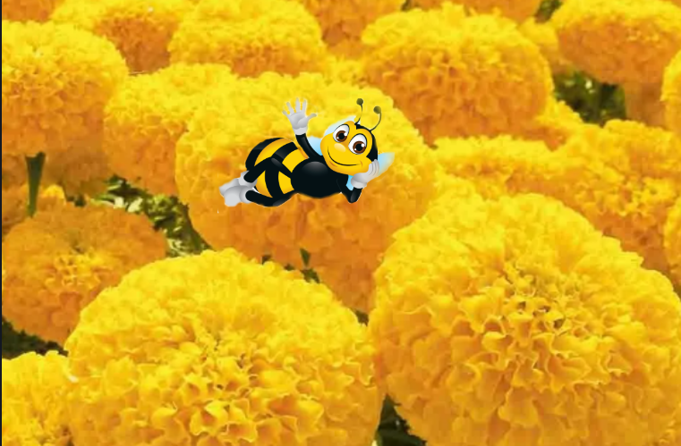 НЕЖНО ЖЁЛТЫЕ БАРХАТЦЫ