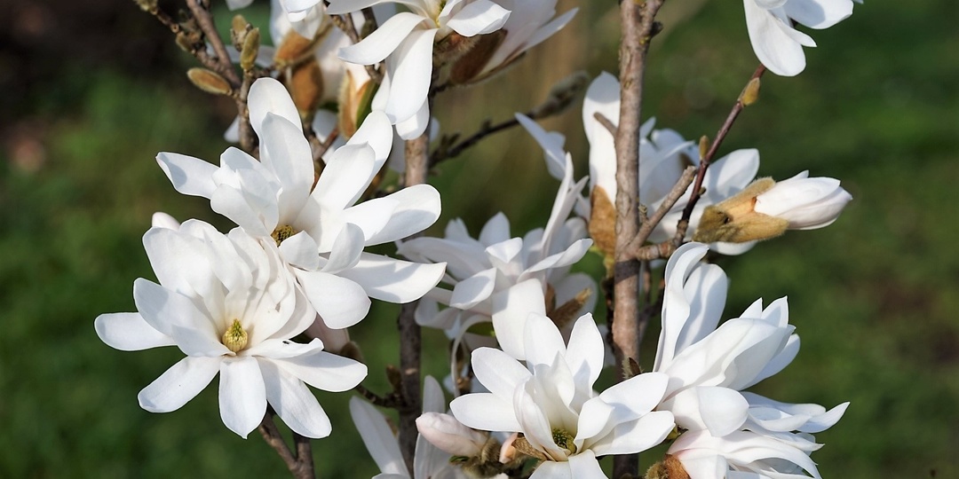 Поют лягушки хором. Магнолия в цвету...