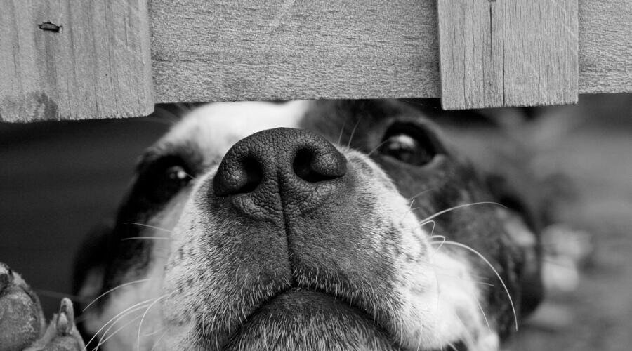    Почему собака — друг человека? Фото: по лицензии PxHere