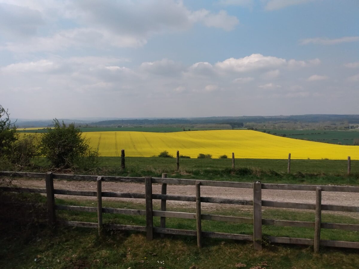 Из рапса англичане делают растительное масло. Называют Rapeseed oil или добавляют в смесь с другими и получается Vegetable oil. Фото из личного архива 