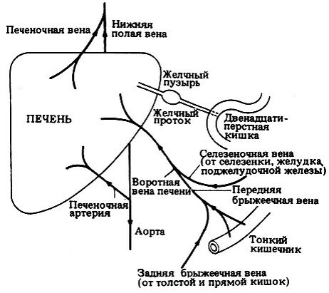  В организме человека всё устроено мудро. Каждый орган – на своём месте. И рaботают они как единый механизм. Это целое государство – со своими законами, системой и должностями.