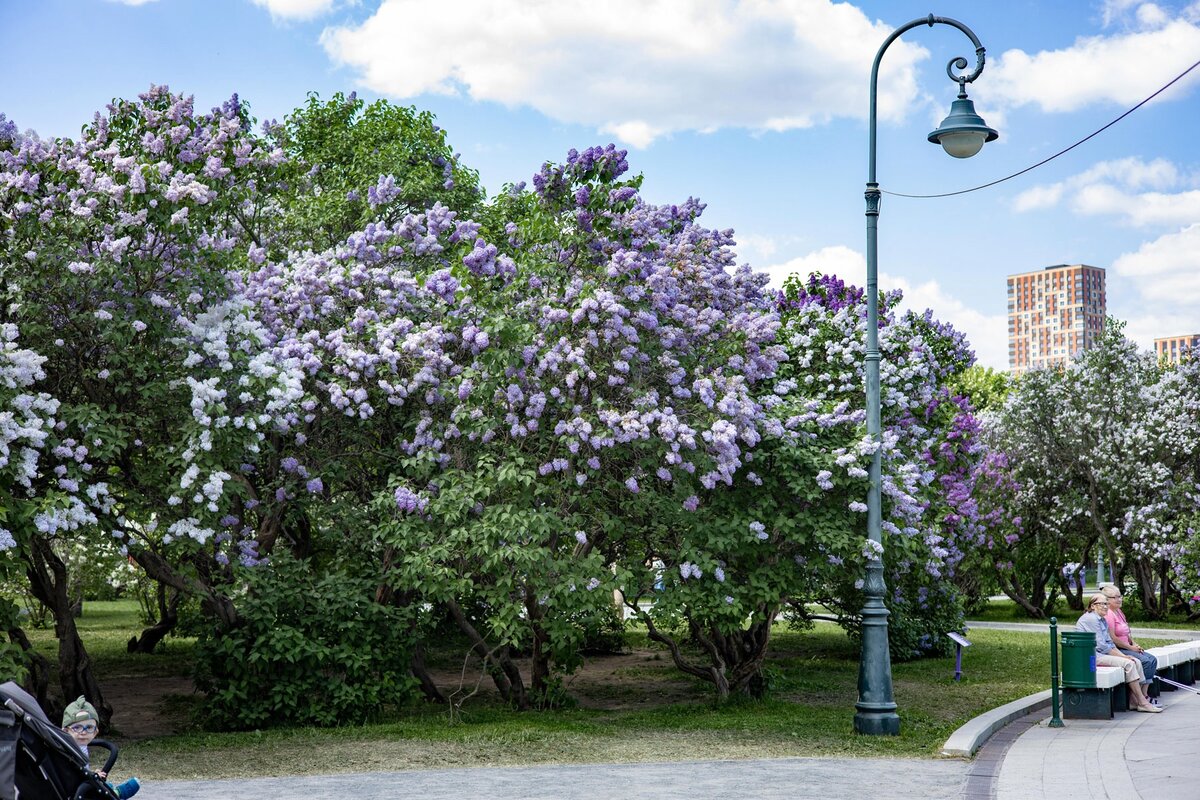 Фото ph_zakharenkova 26.05.2021г. Парк Сиреневый сад