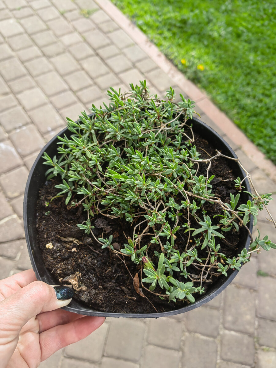 Гипсофила ползучая. Розовая.