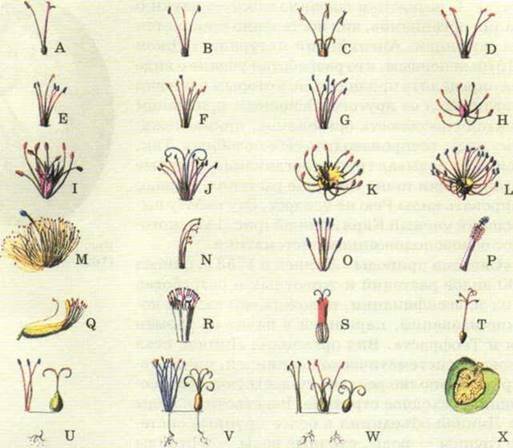      Классы растений по Линнею