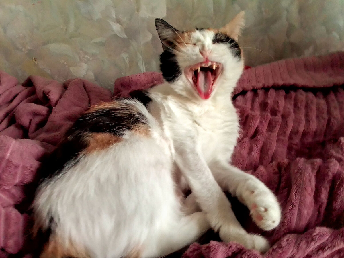 Умняша демонстрирует зубки, готовые грызть