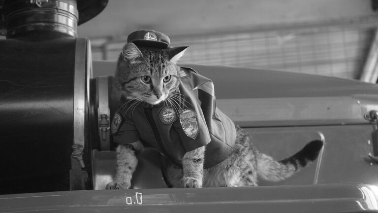    В Тюмени погиб знаменитый на всю страну «кот-пожарный» Семен Андрей Севостьянов