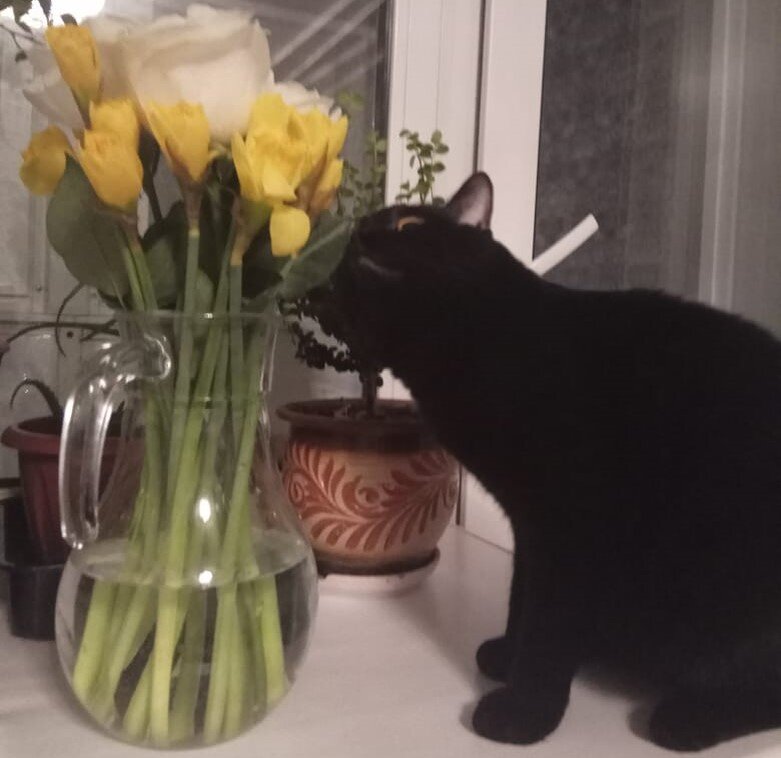 Ну съем я твой букет, не на улицу же выгонять?
