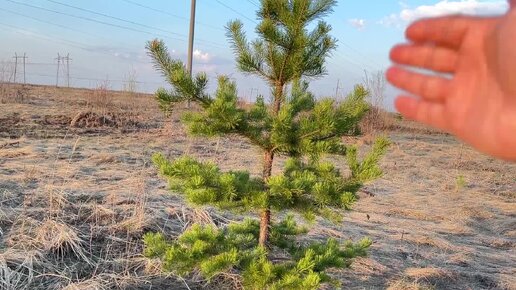 Вот что будет,если у сосны обрубить ствол