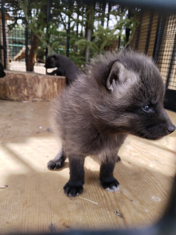 Листайте вправо, чтобы увидеть больше изображений