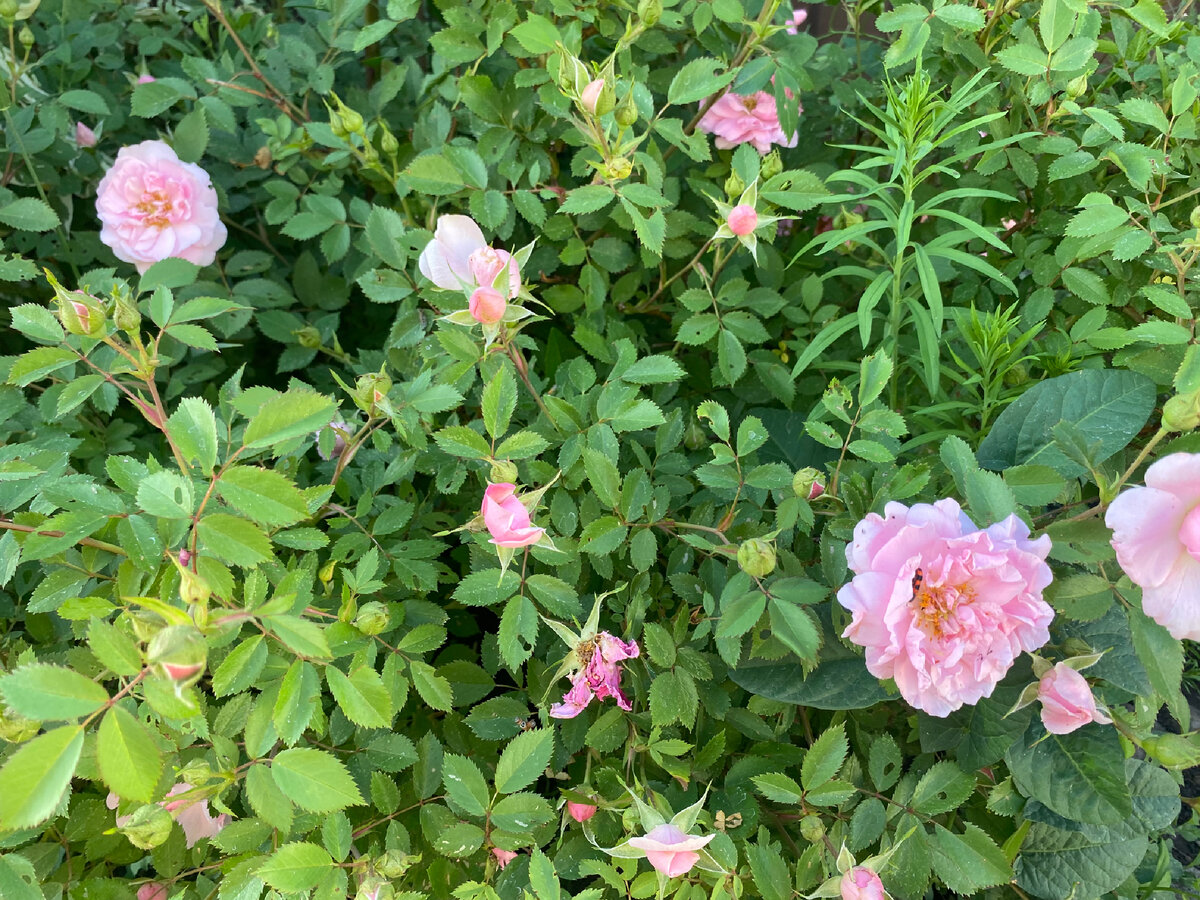 Такие ситуации выводят из колеи даже самых спокойных и уверенных родителей. 