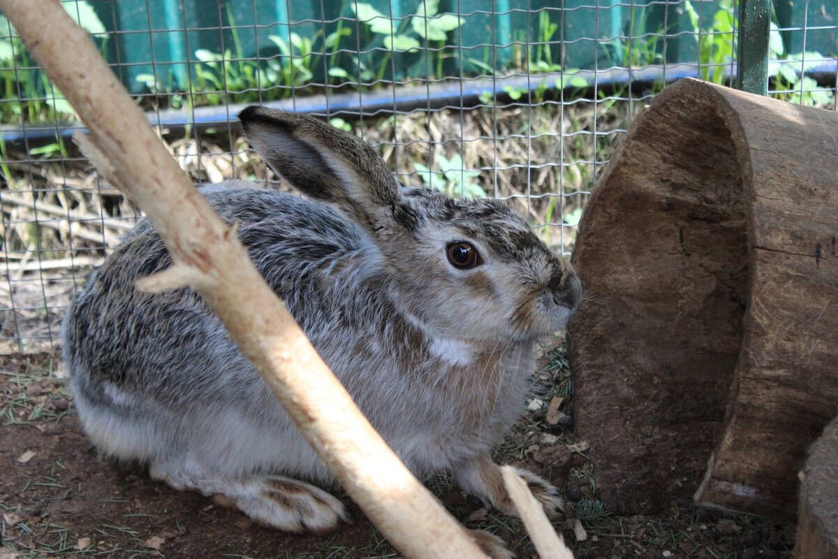 Hare News: как поживают зайчики | Центр диких животных Дом Зайца | Дзен