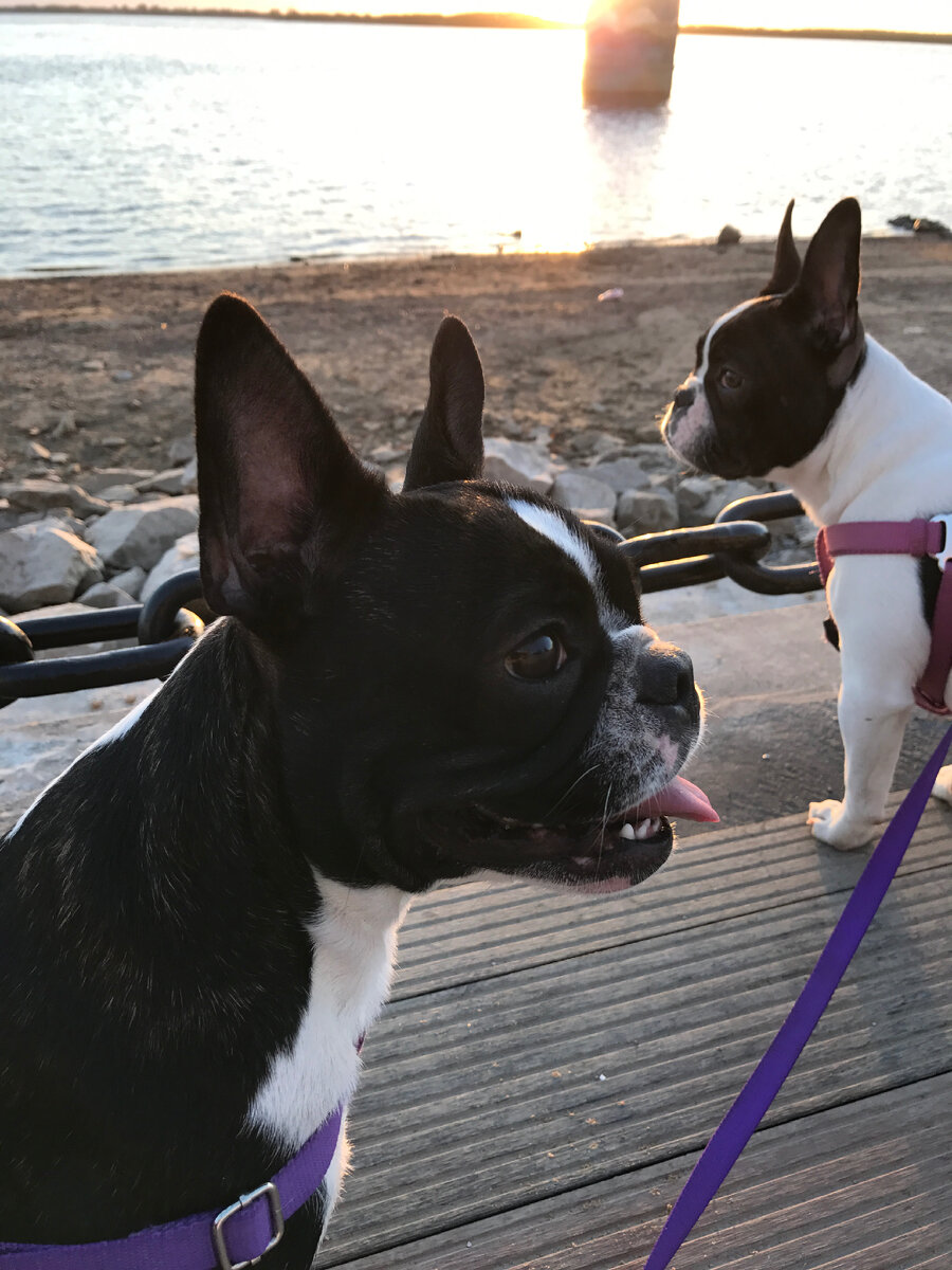 Слева Манюня, справа Венди. Осень 2019