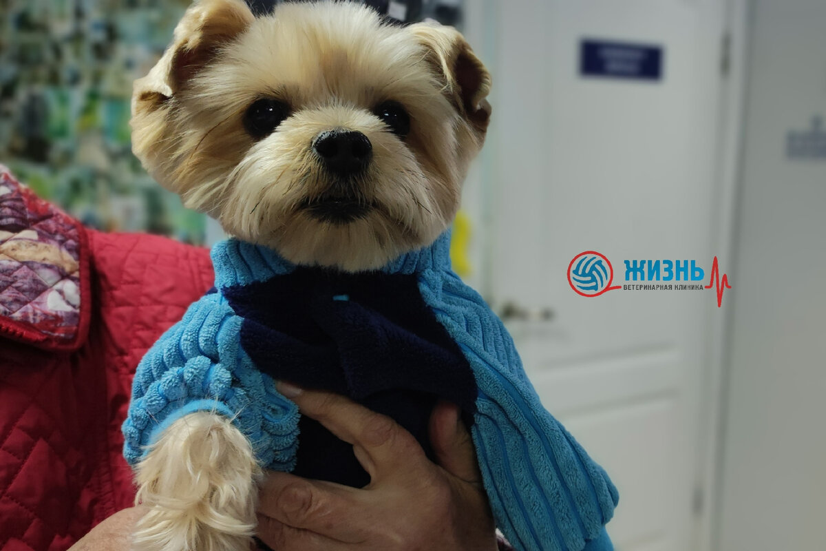 Йоркширский терьер Тоша на вакцинации в ветеринарной клинике в Калуге "Жизнь"