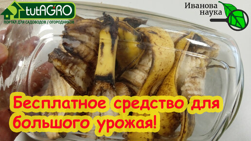 Настой банана для полива рассады томатов. Настой банана для полива рассады томатов