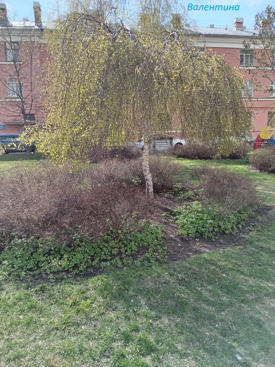 Деревья накинули лёгкие  зелёные "вуали".