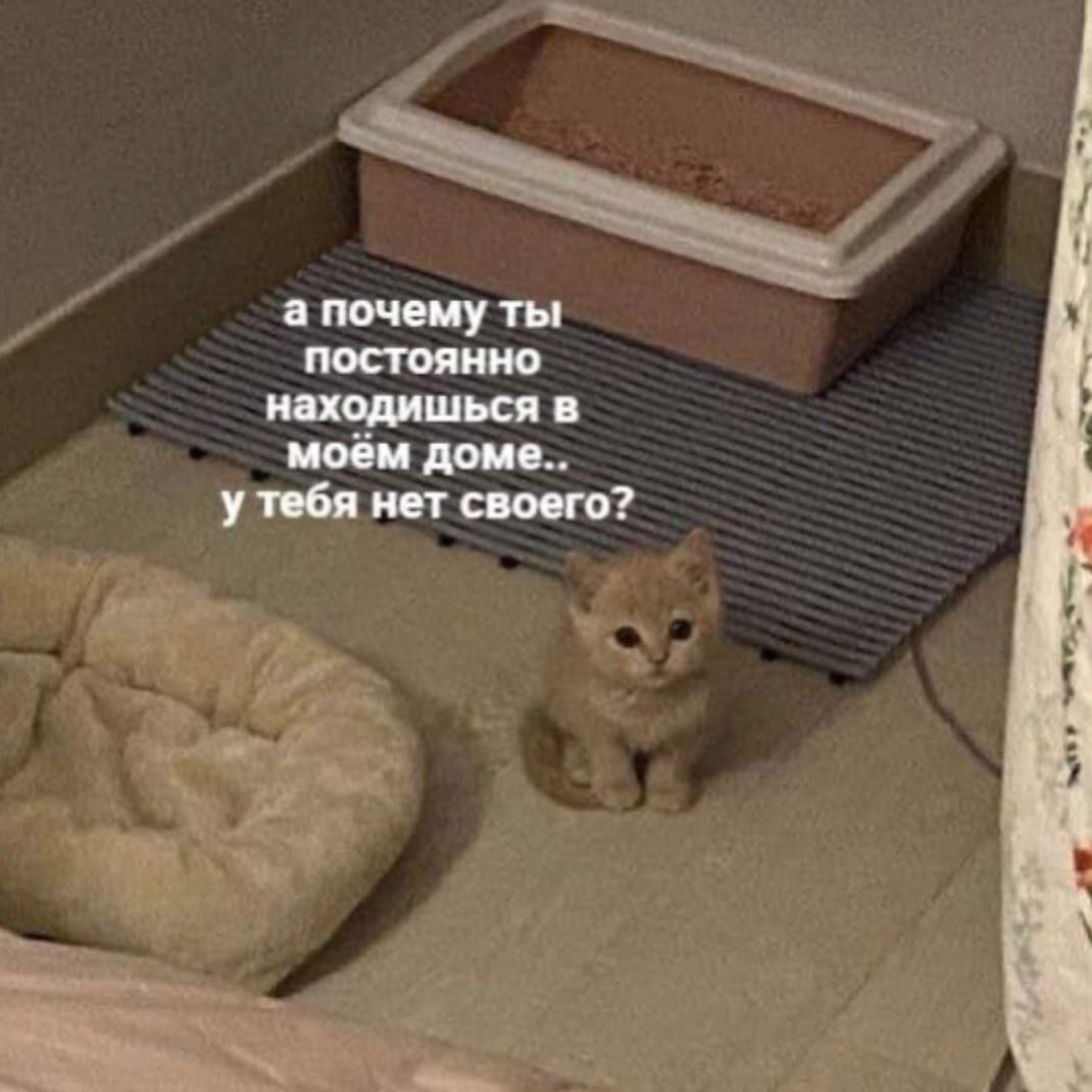 Кот поклон. Как будет по кошачьи подойди ко мне. Иди ко мне кот. Ты совсем обнаглел. Кот подойди ко мне.
