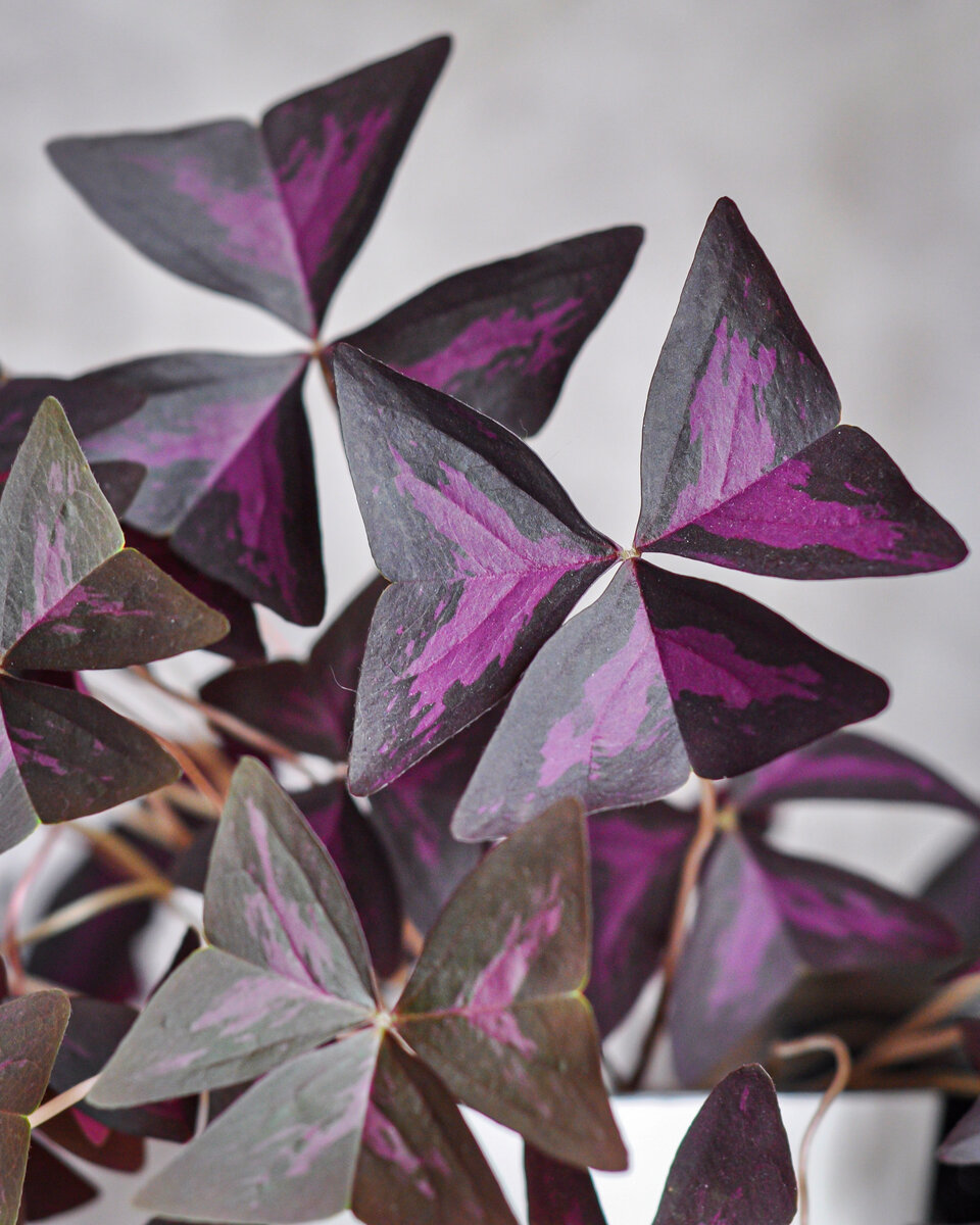 Кислица треугольная фиолетовая (Oxalis triangularis)