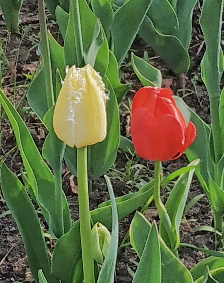 В Москве цветут тюльпаны.