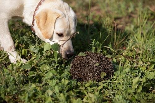 и ежи туда же