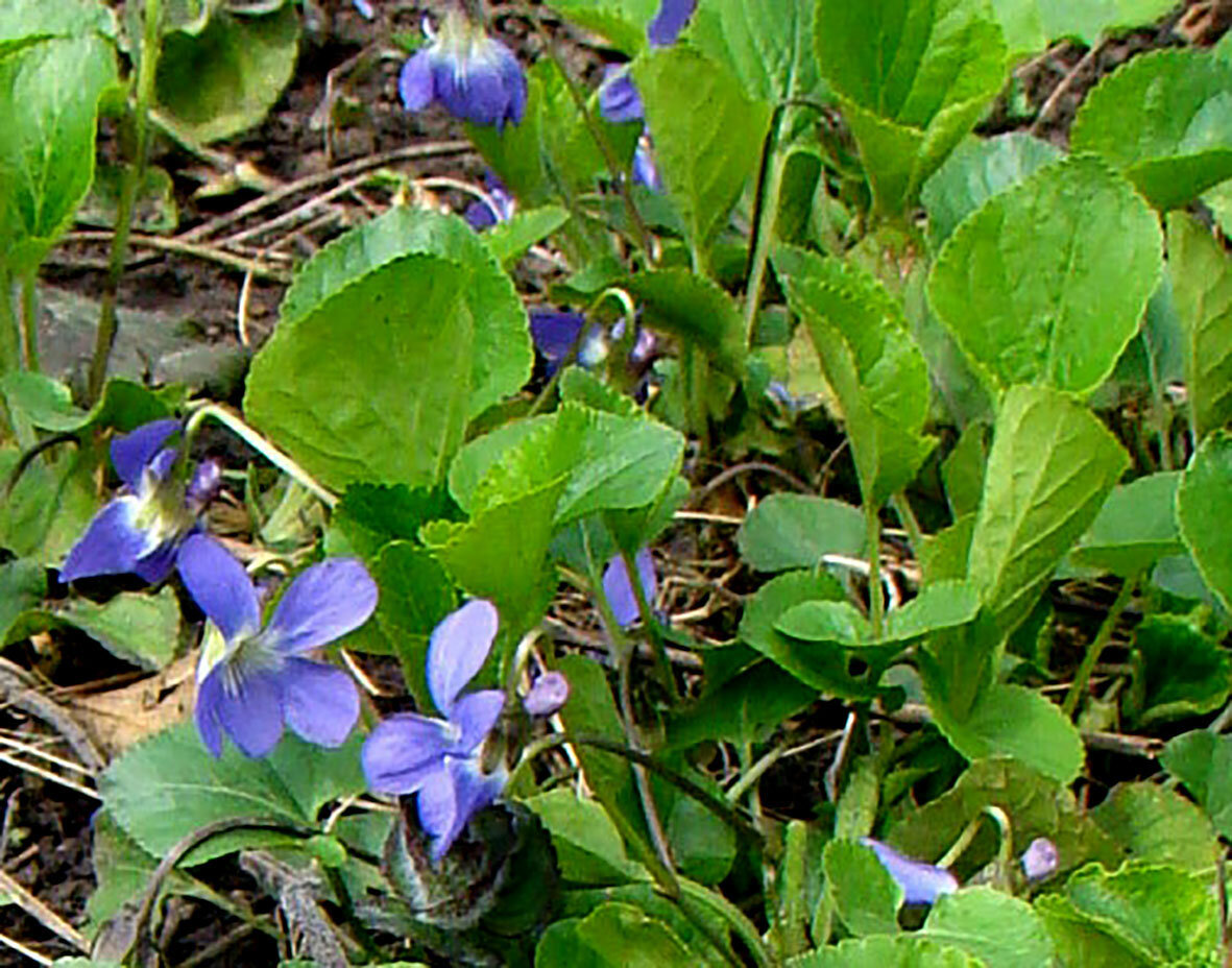 Фиалка, 28.03.2023