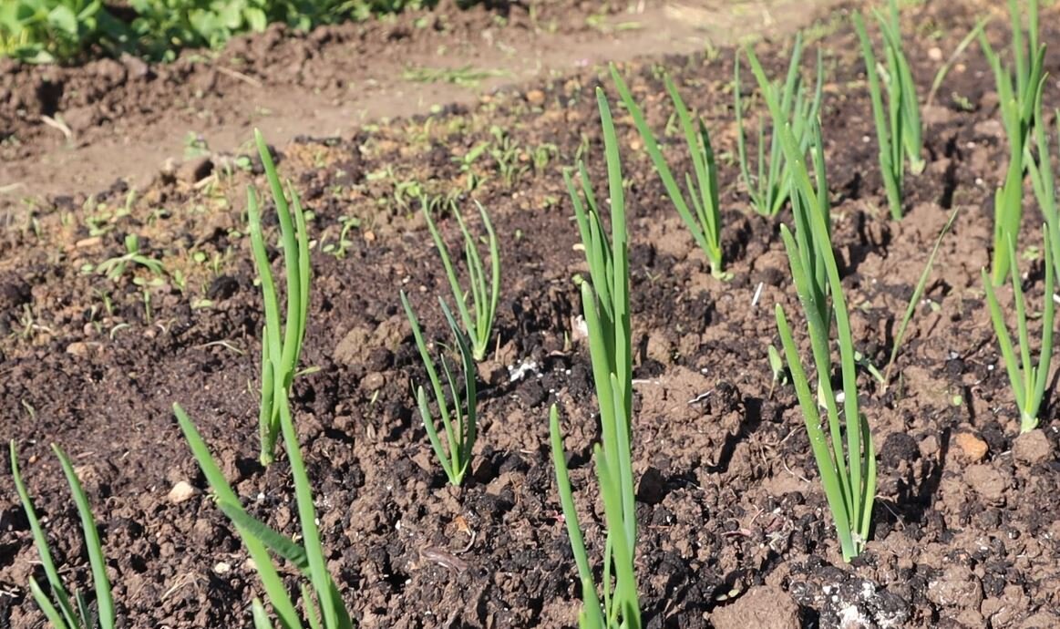 Первая подкормка для лука в мае-начале июня. Чем полить, чтобы получить большой урожай крепких луковиц? Берите на заметку.