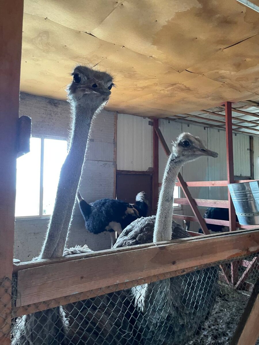 Заботливый страус Моисей из челябинского зоопарка умилил южноуральцев