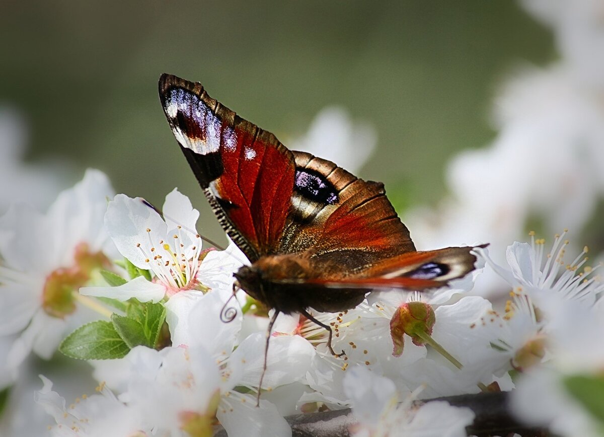 Весенние бабочки. Весенние бабочки названия. Виола весенний мотылек.