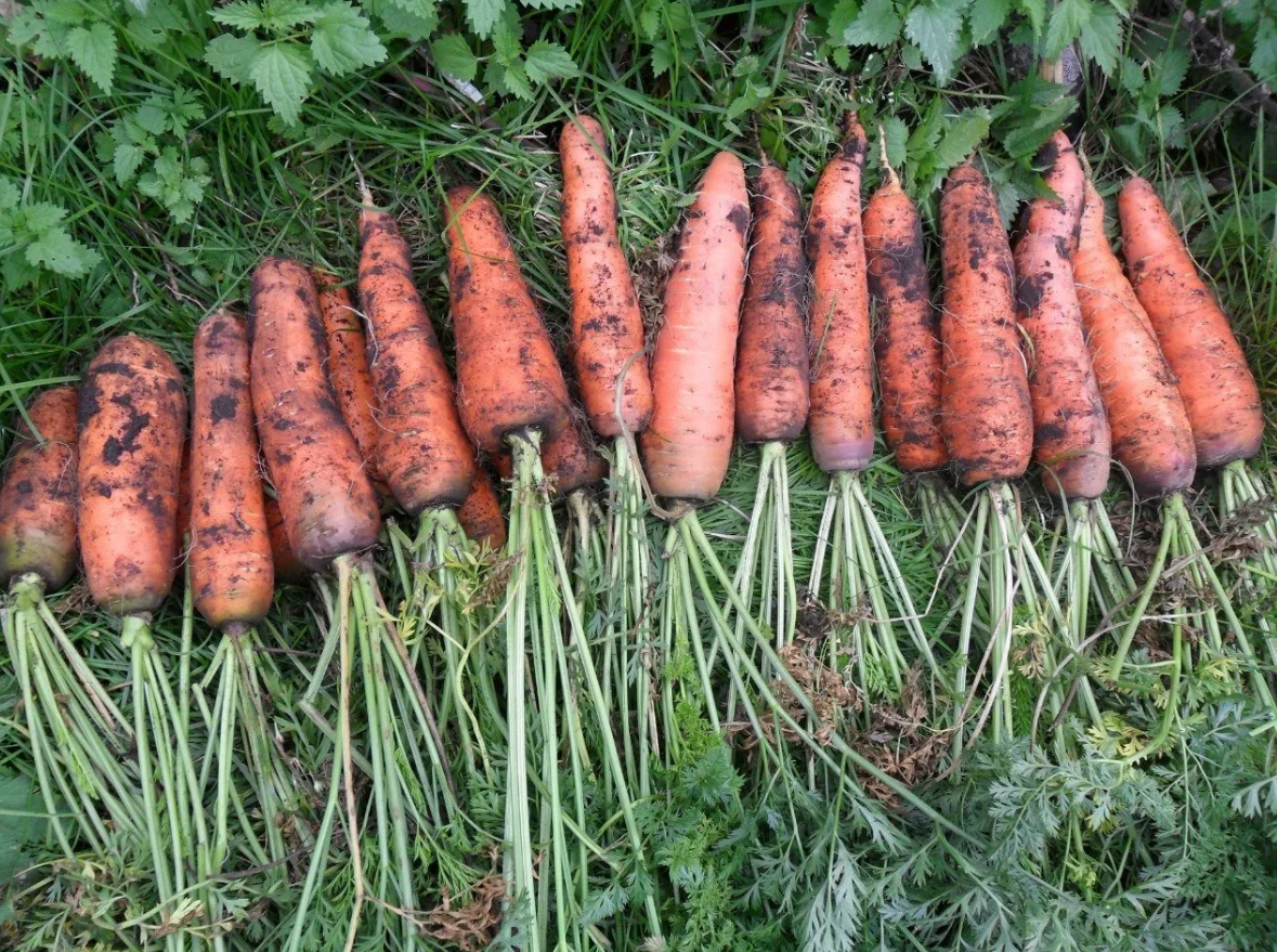 Как вырастить хороший урожай моркови. Морковь Фидра f1. Морковь сорта Леандр. Урожай моркови. Морковь на грядке.