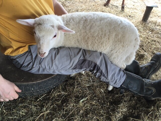 Наша овечка Долли. Фото автора.