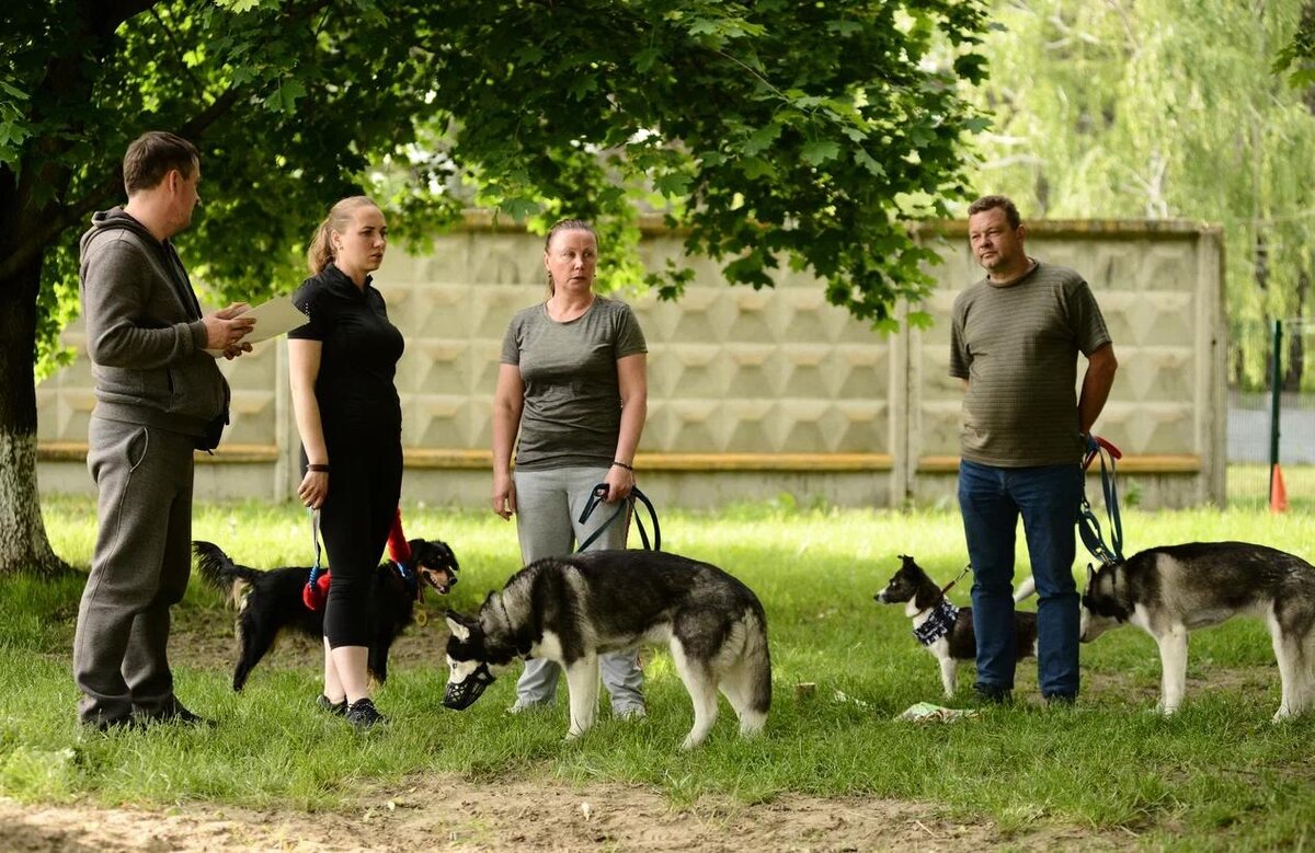 Две мамы, два папы и их собаки