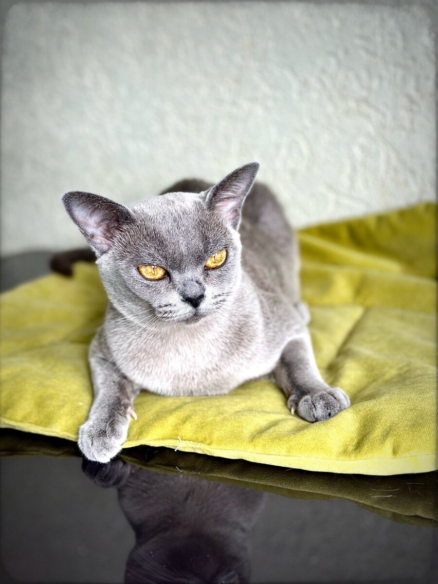Jasper Burmese cats