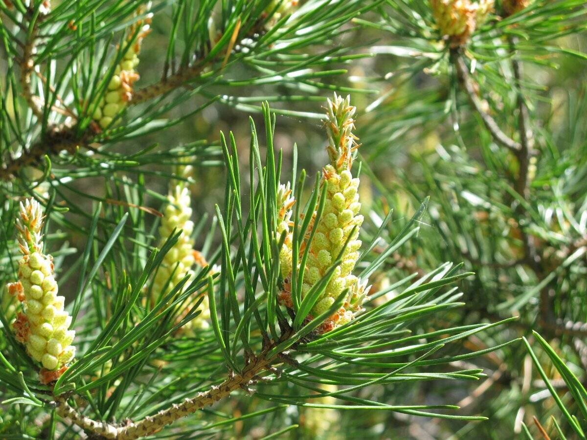 Побеги сосны применение. Сосна обыкновенная (Pinus Sylvestris) побеги. Сосновый вертун сосны обыкновенной. Pinus Sylvestris почки. Сосновые бруньки что это.