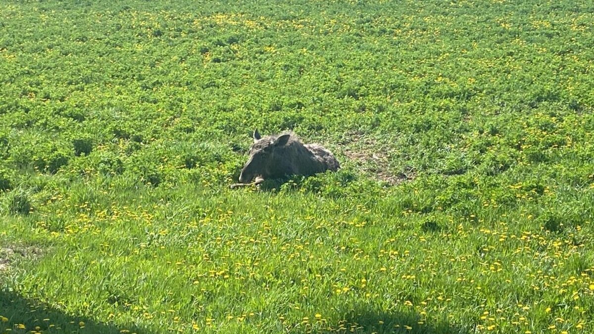     Экс-директор Волжско-Камского заповедника Юрий Горшков в разговоре с корреспондентом Inkazan прокомментировал массовое появление лосей на территории городов Татарстана.