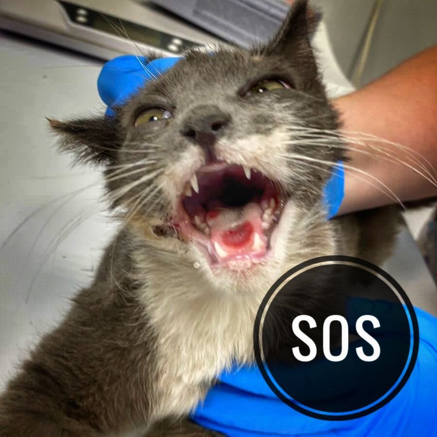 Кошечке срочно нужна наша помощь