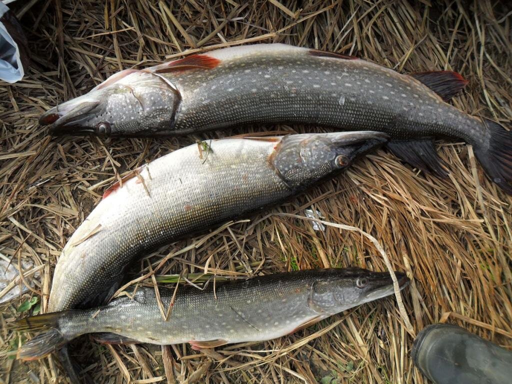 Найти себя. Часть 3. | Сергей Громов (Овод) | Дзен